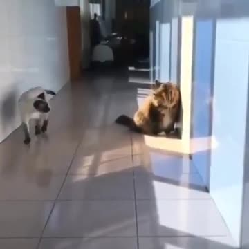 Ninja cat demo