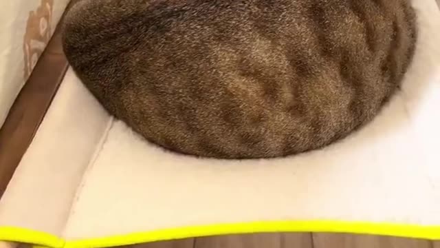 daily kitten