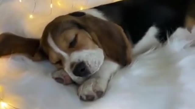 Cute Puppy Videos