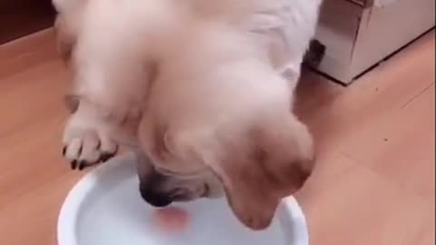 Smart Labrador Dogs Help Owner - Funny Dogs Funny Owner