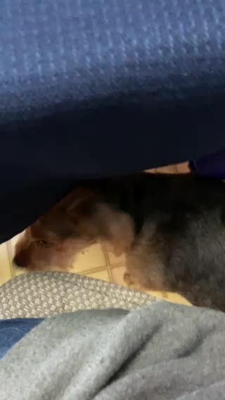 Charlie the welsh terrier