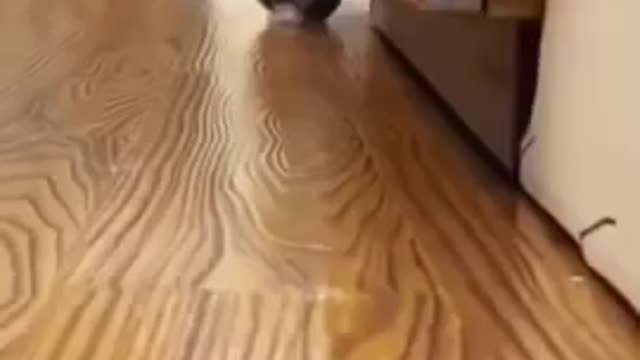 Cat walk by 🐈 cat