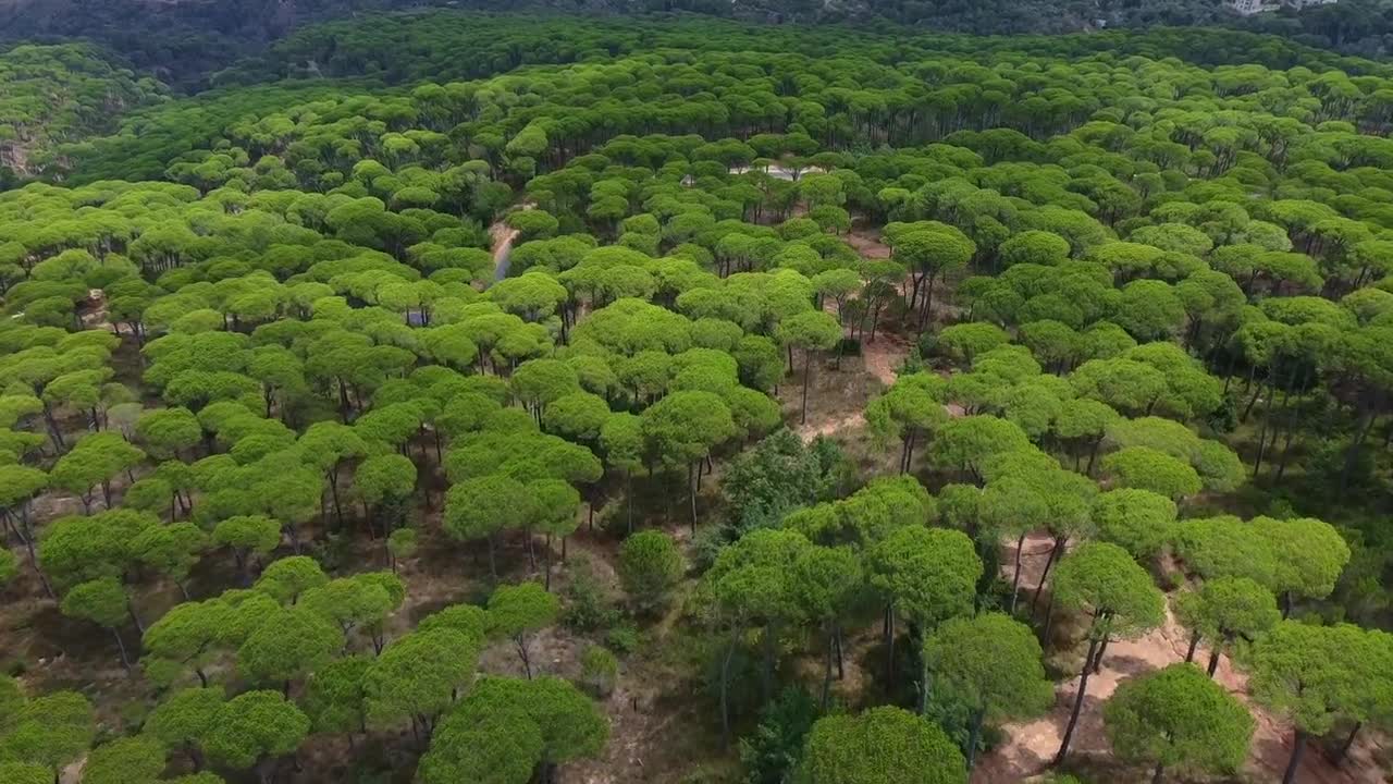 Natural Beautiful forest video footage