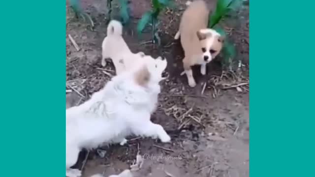 Funny Dog Video