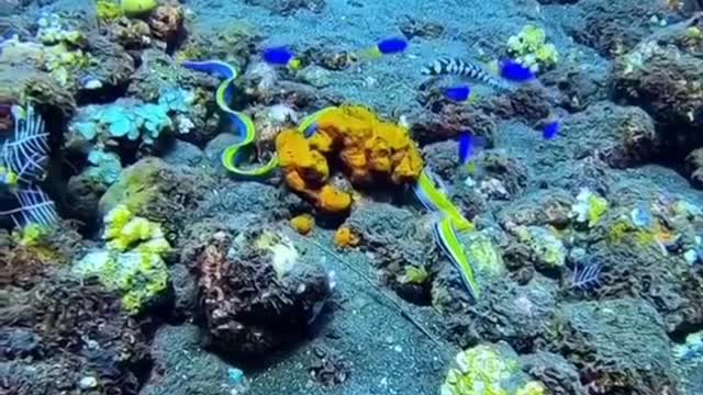 Sea snake with amazing colors and movements