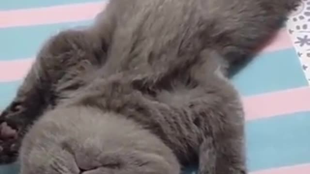 Sleeping cat, cute kitten, cute cat, funny animal video 2021