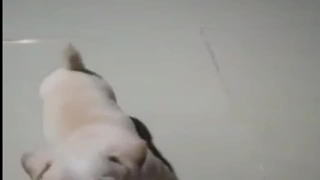 Funny dogs🤣🤣🤣😍