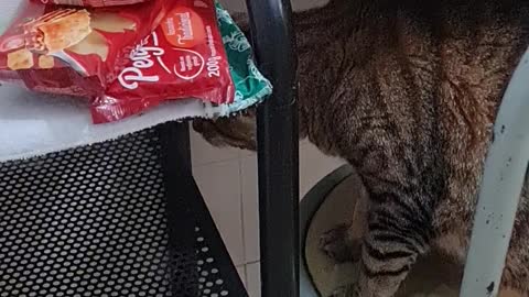Gatinha de dieta roubando comida parte 2