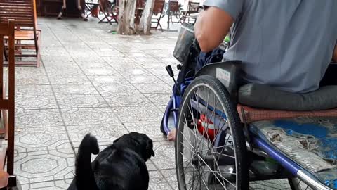 Smart dog helps disabled father sell lottery tickets in Vietnam