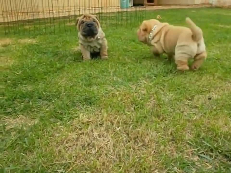 beautiful Shar pei puppies