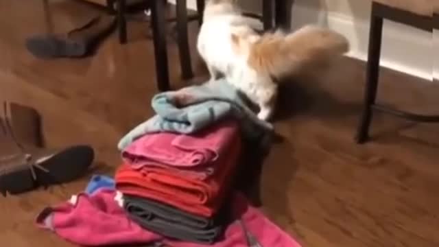 A naughty cat drops clothes from the table