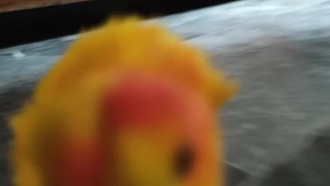 Funny and cute movement