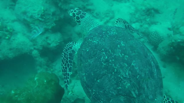 Keep track of how great the turtle is swimming in the sea