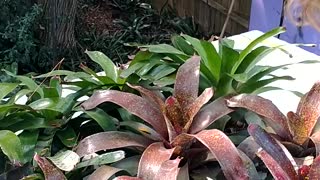 Advanced Bromeliads 22