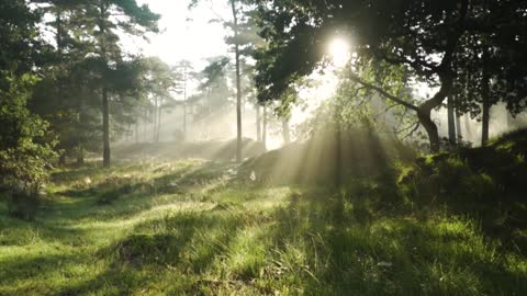 a sunny morning forest scene