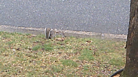 birds around the tree by the feeder