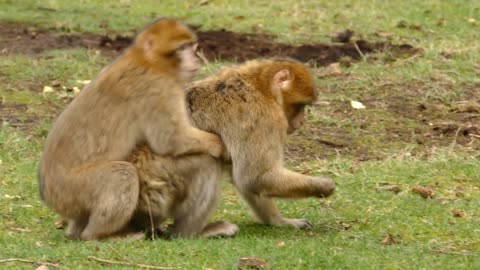 Cute Monkey family.#Animal Fair