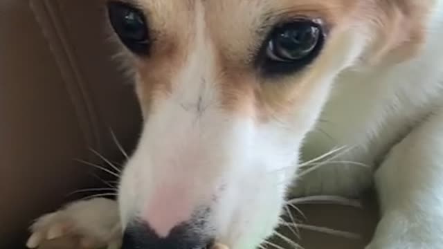 A dog growling for snacks.