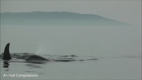 Wild Orca Killer Whales Swimming in HD - Compilation. Killer Whales