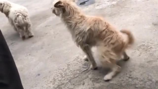 Funny dog dance|Hilarious dog dance