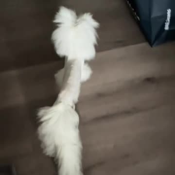 Epic fail for the dog groomer