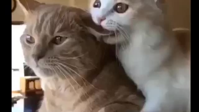 😅😄 Los mejores videos de gatos chistosos 😂😂