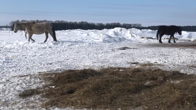 Very touching video about horses, love and parting...