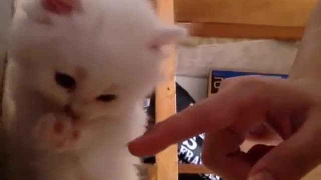 The funny life of cute pets