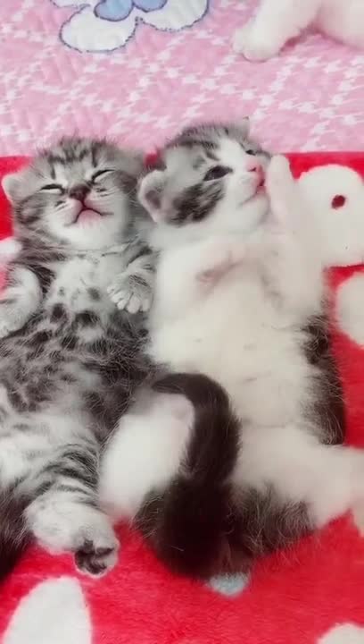 Cutest Baby Cats - Cute and Funny Cat Videos