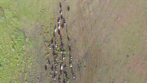 Herd of cows and bulls running ahead by pasture