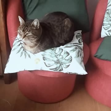 Cute Ziuta and Luna 🐕🌼😸