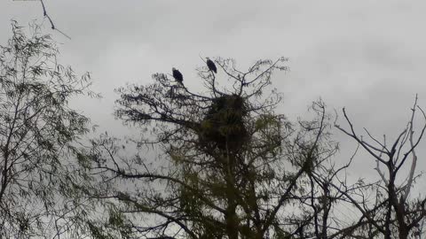 Nesting Bald Eagles