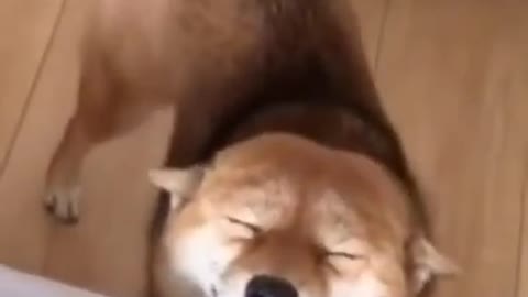 They are so cute dogs. I love them so much