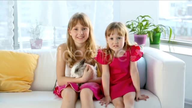 Cute Pet/Cat Video/Pets Video