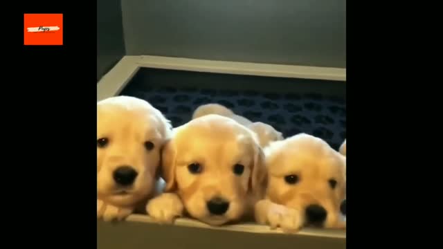 Golden Retriever Puppies Play Outside