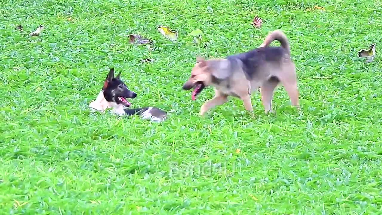 Dachshund desperately wants to befriend kitty cat #3