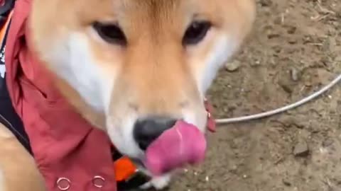 Funny dog videos