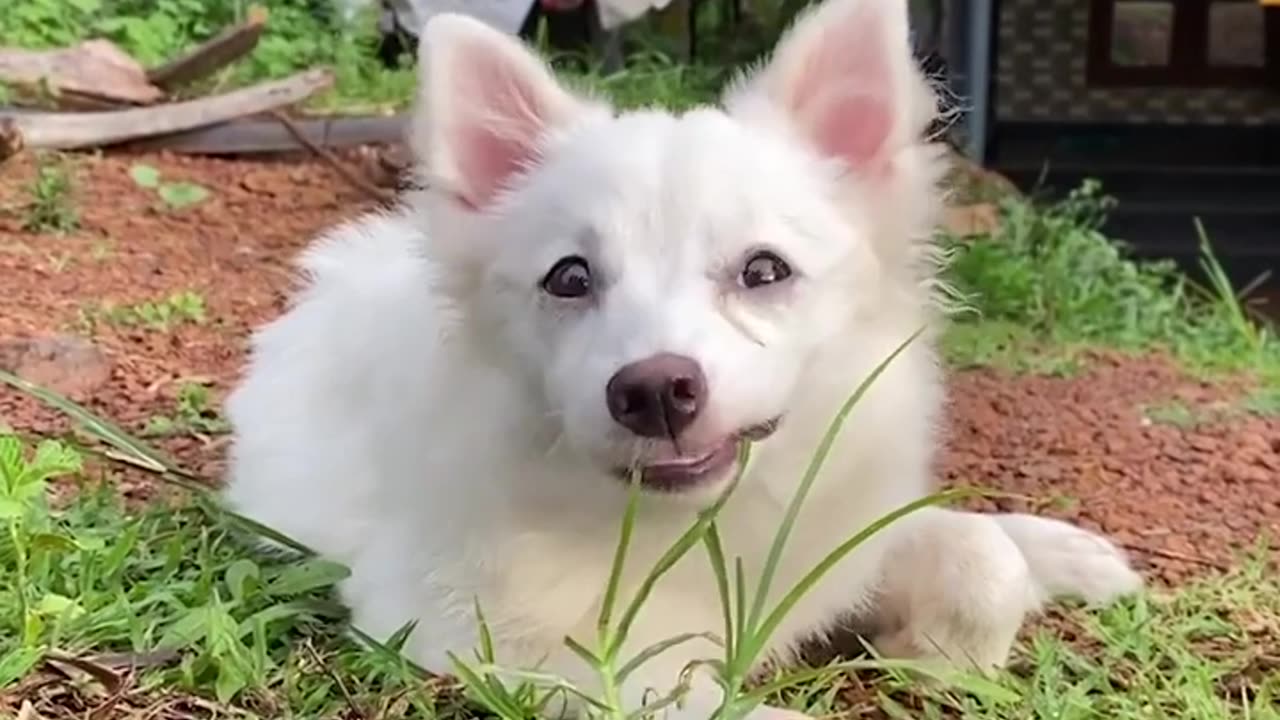 The Best Funny Cute and Doge Compilation #7