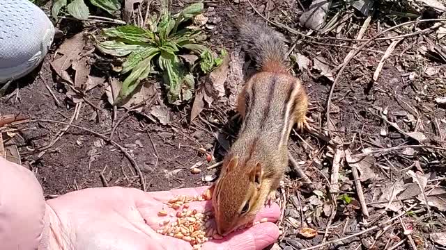 Gentle chipmunk