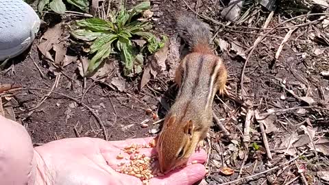 Gentle chipmunk