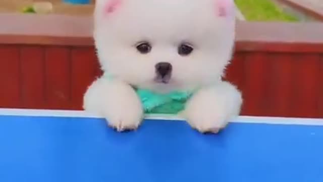 Dogs videos so funny and cute