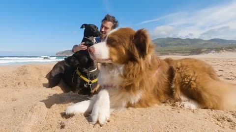 Man and his Dogs Posing for the Camera