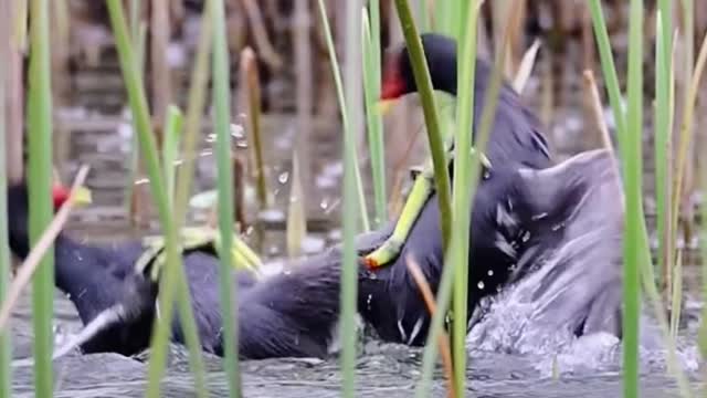 Two red billed birds are playing in the water