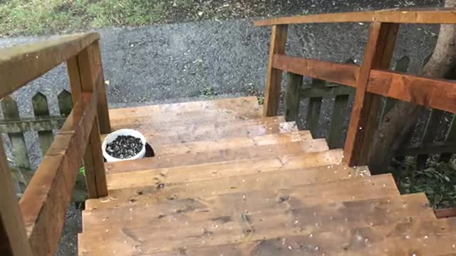 Montreal Just Experience A Little Hail Storm (VIDEO)