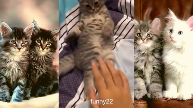 muitos gatos engraçados