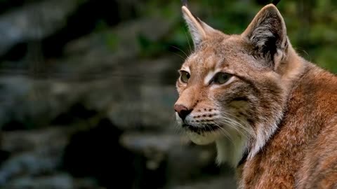 Lynx Cat Looking Around