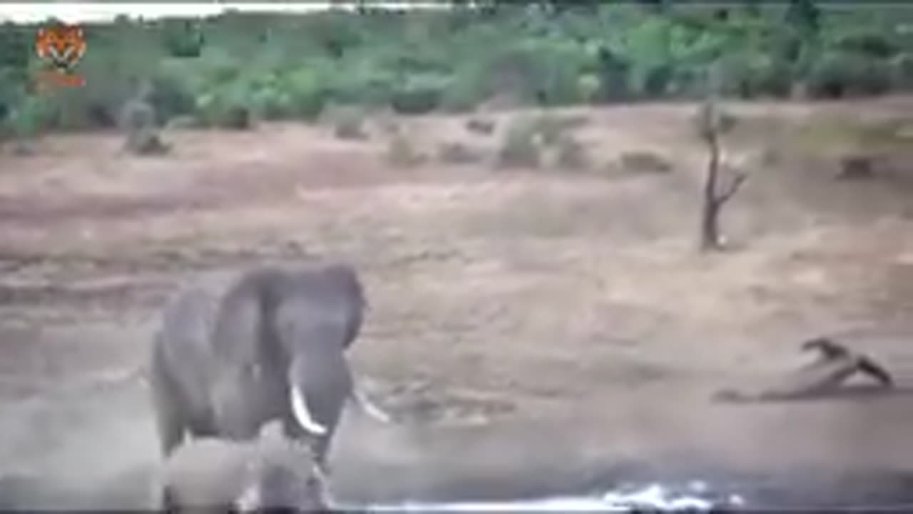 Animal fight