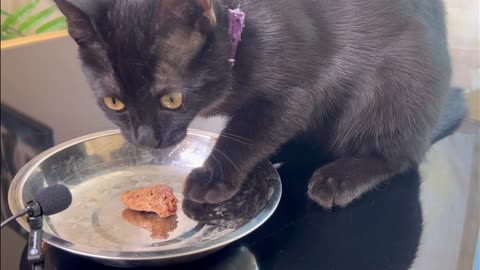 Jade the kitten eating chicken heart for the first time - ASMR