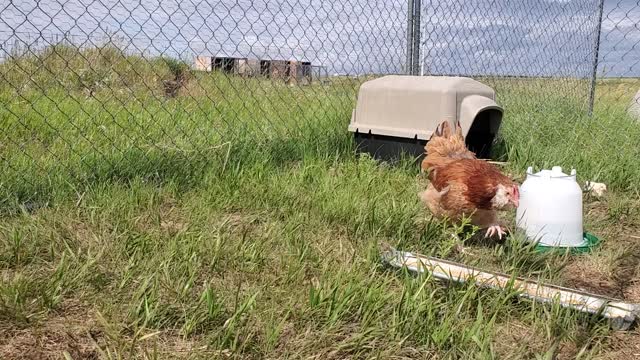 Faverolles chicks and mama 4