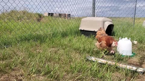 Faverolles chicks and mama 4